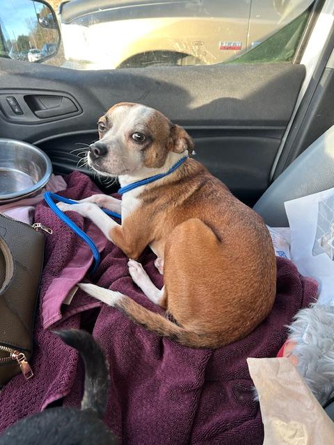 Scooby, a ADOPTABLE mixed breed in Stafford, VA image 2/2