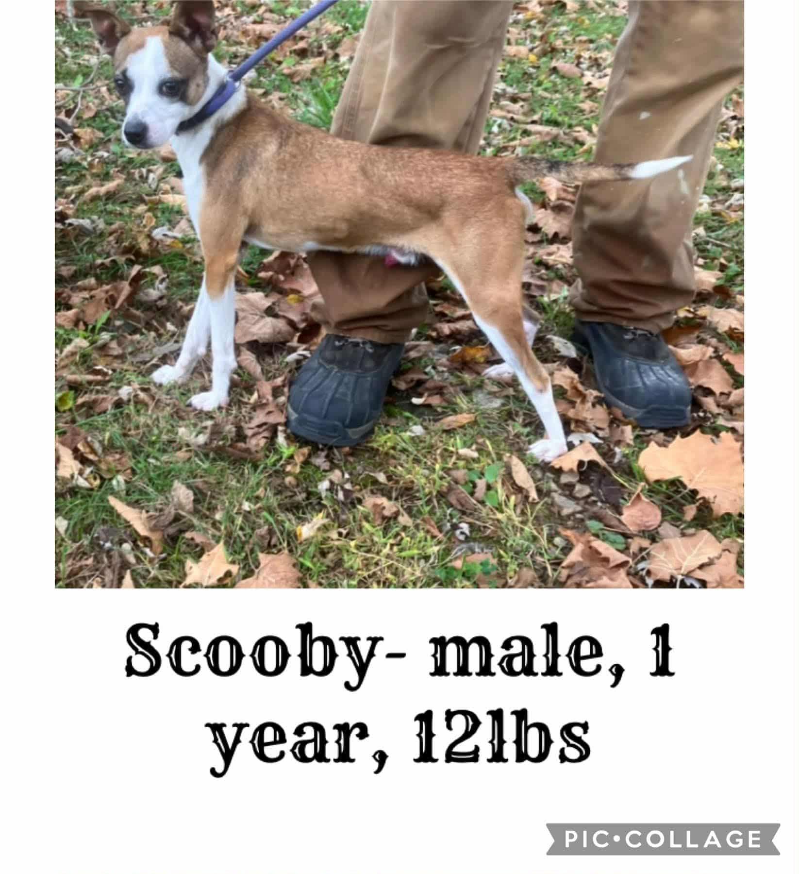 Scooby, ADOPTABLE, Young Male Terrier & Chihuahua.