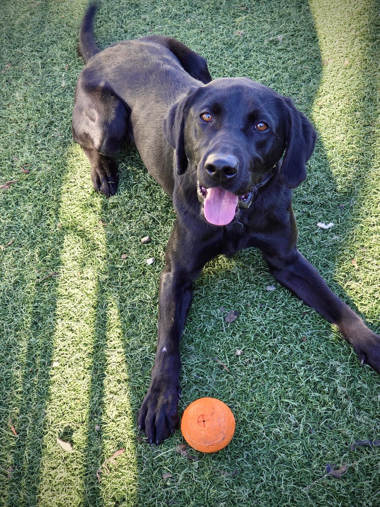 Zeus, ADOPTABLE, Young Male Labrador Retriever.