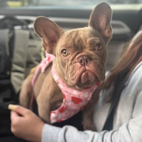 Enlarge Roxanne, a Adoptable French Bulldog in Houston, TX image 2/4