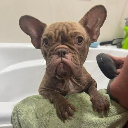 Enlarge Roxanne, a Adoptable French Bulldog in Houston, TX image 4/4