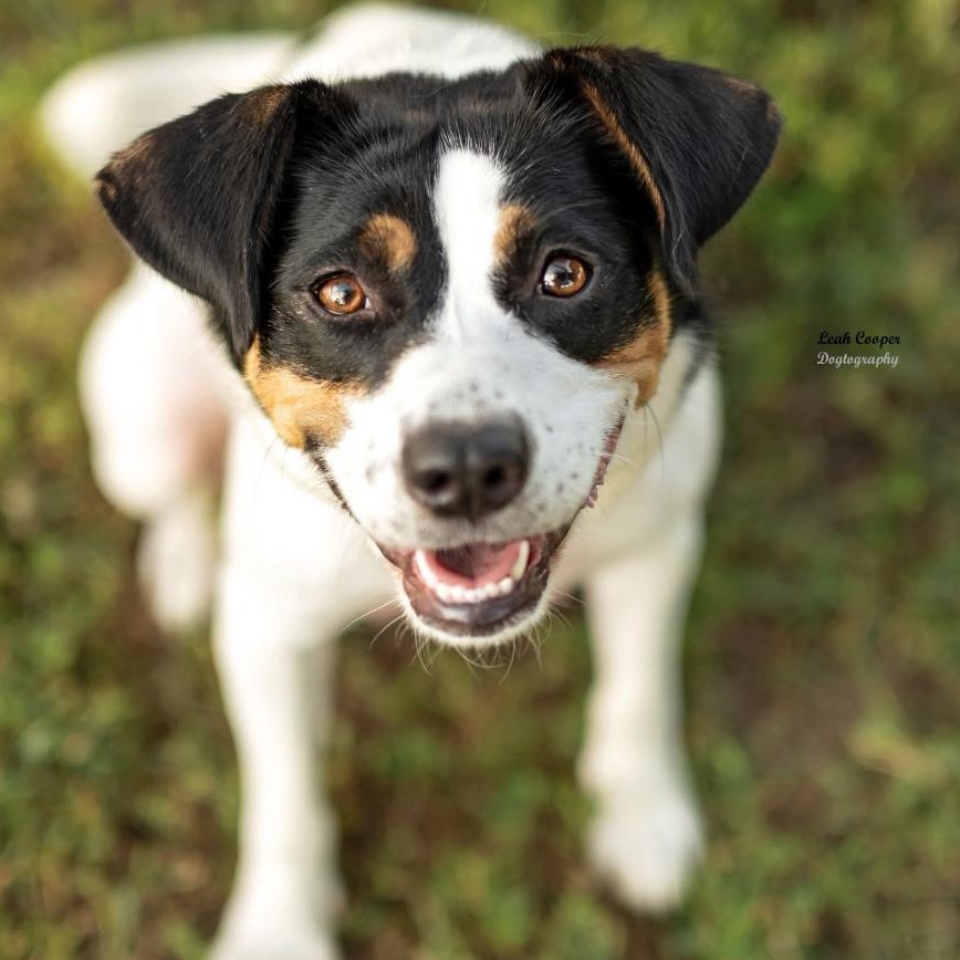 Enlarge Duchess, a ADOPTABLE mixed breed in Henderson, KY image 1/2
