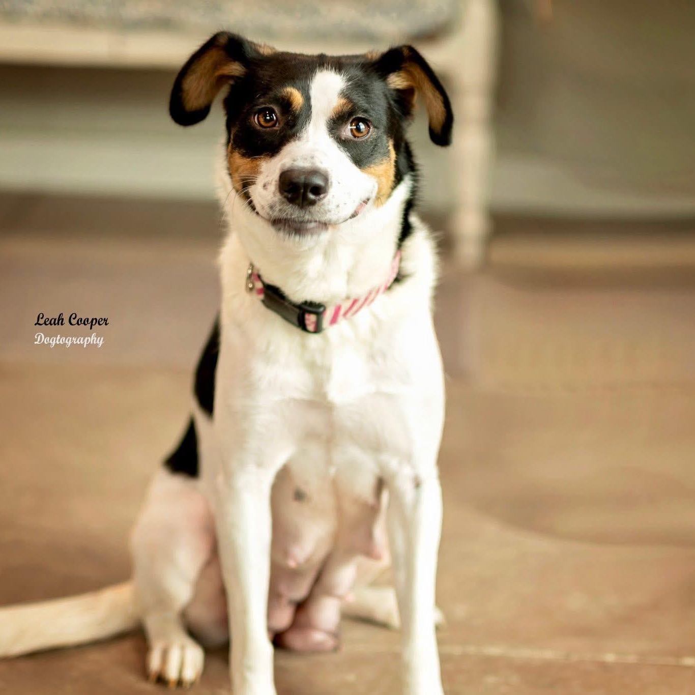 Enlarge Duchess, a ADOPTABLE mixed breed in Henderson, KY image 2/2
