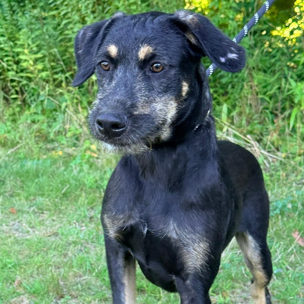 CT Liam, Adoptable, Young Male Terrier & Mixed Breed.