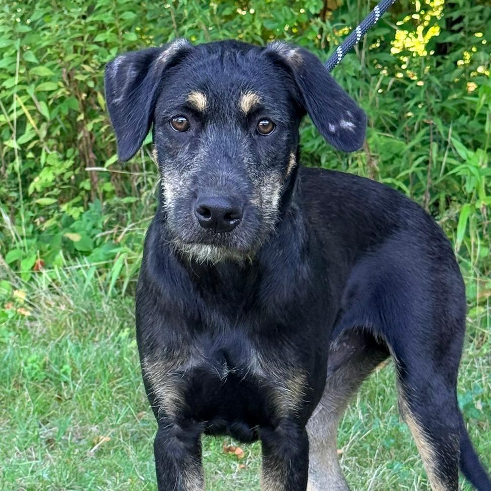 CT Liam, a Adoptable mixed breed in Stormville, NY image 2/6