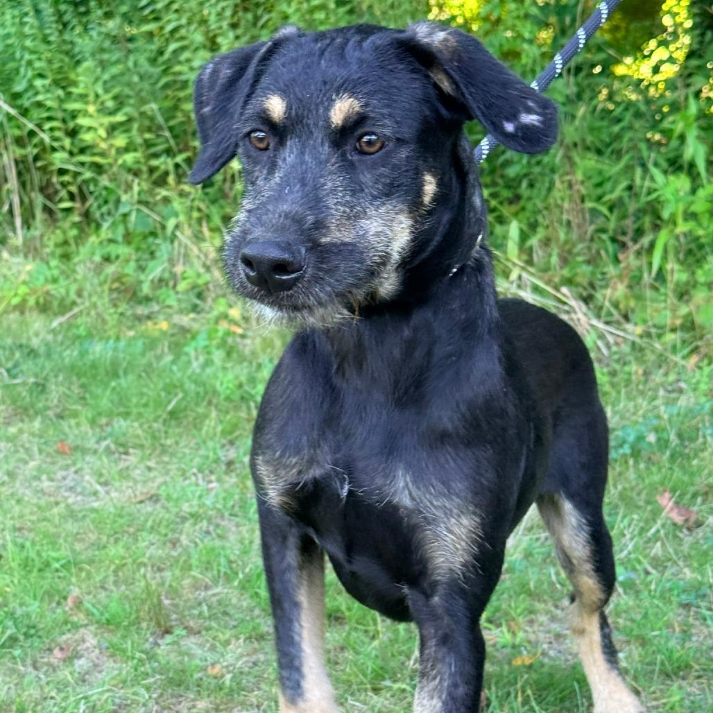 CT Liam, a Adoptable mixed breed in Stormville, NY image 3/6