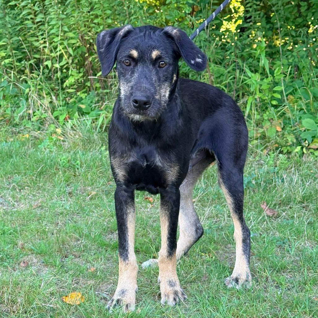 CT Liam, a Adoptable mixed breed in Stormville, NY image 4/6