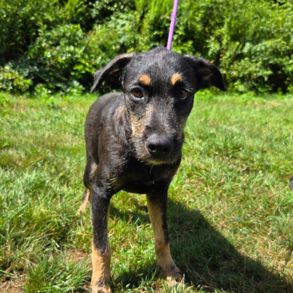 CT Liam, a Adoptable mixed breed in Stormville, NY image 5/6