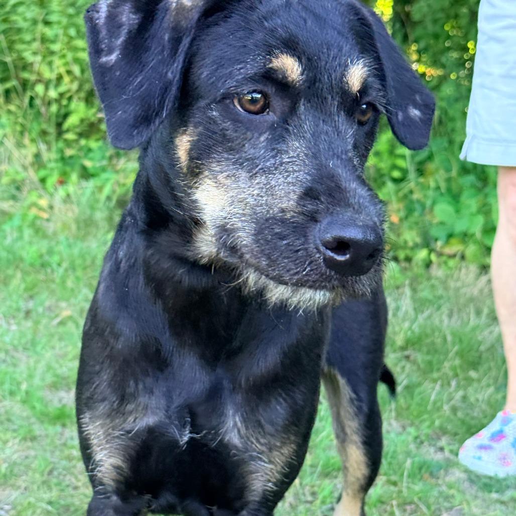 CT Liam, a Adoptable mixed breed in Stormville, NY image 6/6