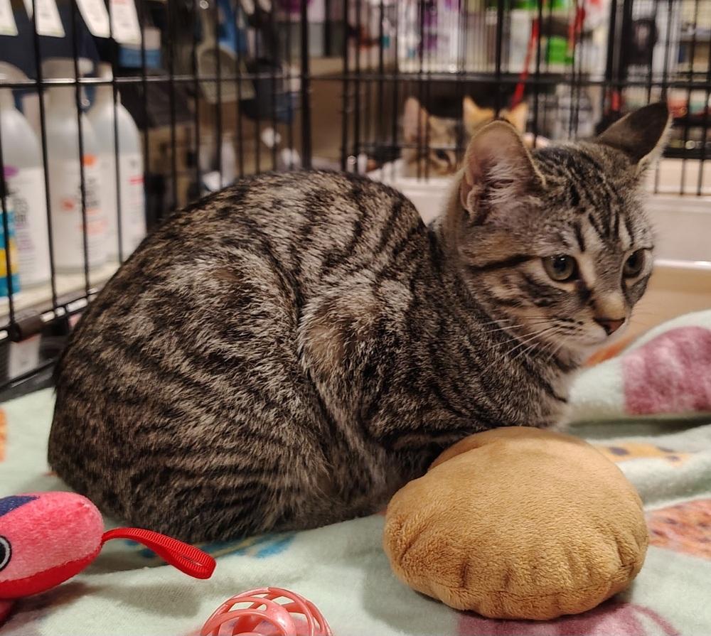 Lady Sunflower, Adoptable, Kitten Female Domestic Short Hair.