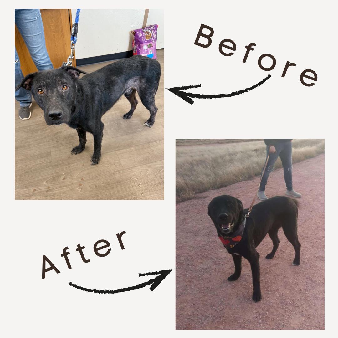 Enlarge Rosco, a ADOPTABLE Xoloitzcuintli / Mexican Hairless in Douglas, WY image 1/3