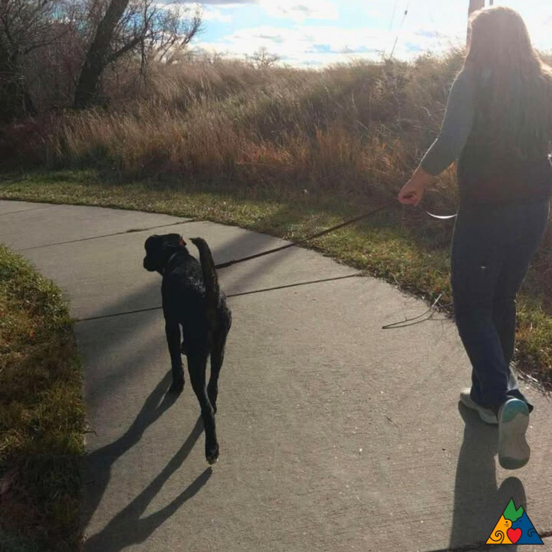 Enlarge Rosco, a ADOPTABLE Xoloitzcuintli / Mexican Hairless in Douglas, WY image 2/3