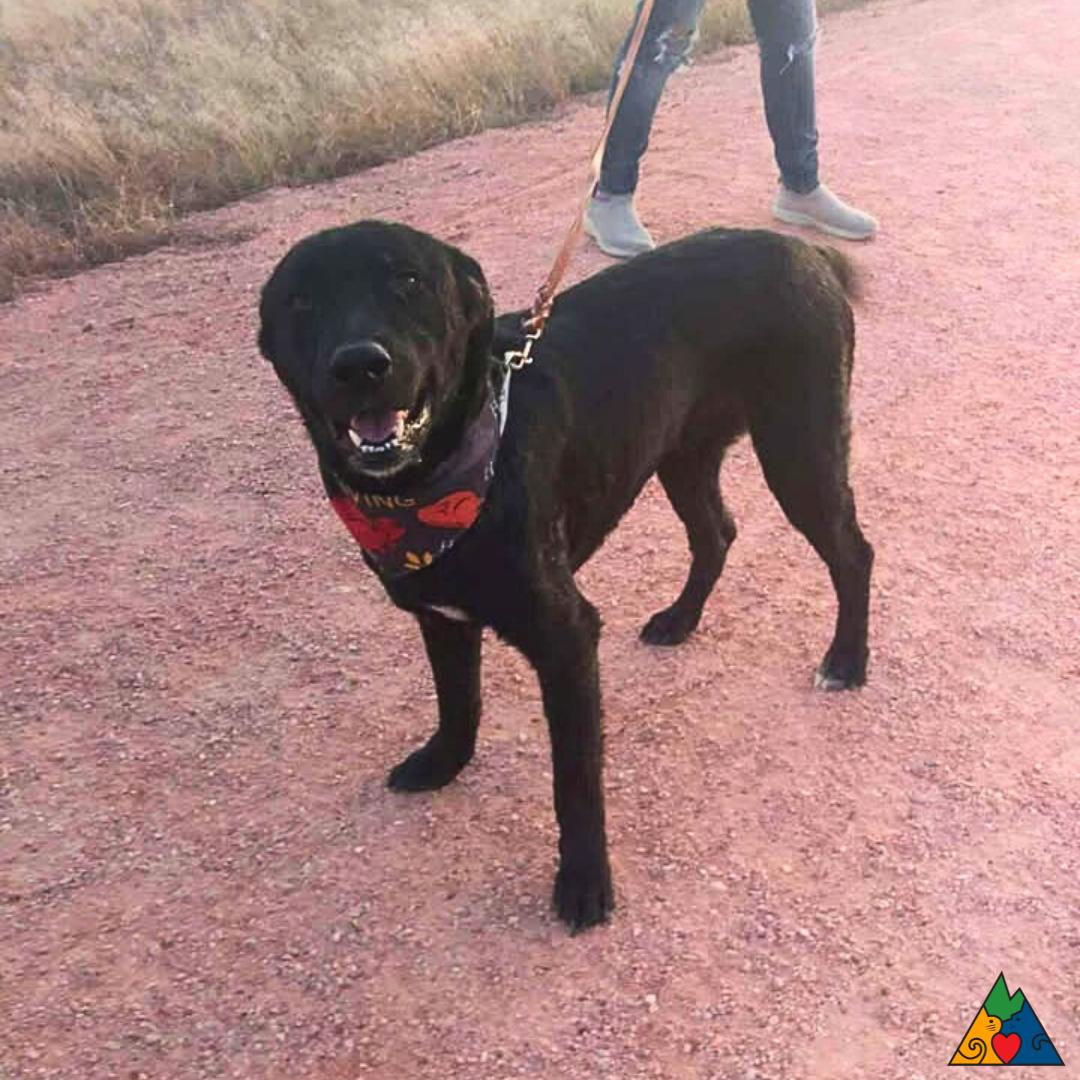 Enlarge Rosco, a ADOPTABLE Xoloitzcuintli / Mexican Hairless in Douglas, WY image 3/3