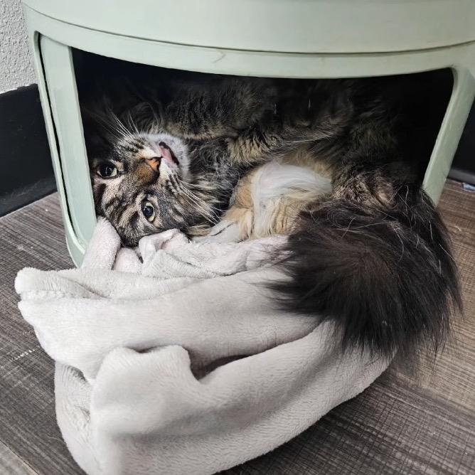 Biscuit, Adoptable, Adult Female Domestic Long Hair.