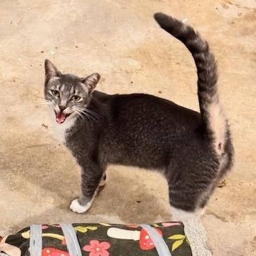 Sterling, ADOPTABLE, Adult Female Domestic Short Hair.