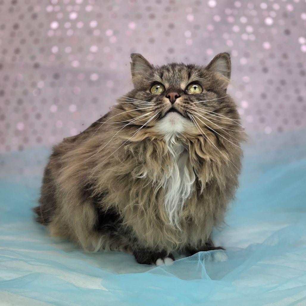 Enlarge Ellie-C, a Adoptable Domestic Long Hair in East Saint Louis, IL image 2/4