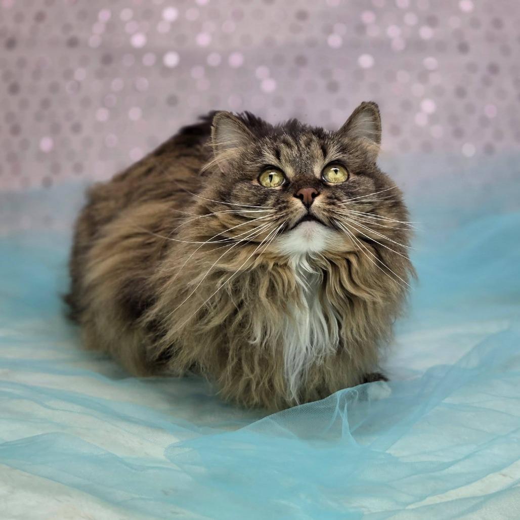 Enlarge Ellie-C, a Adoptable Domestic Long Hair in East Saint Louis, IL image 3/4
