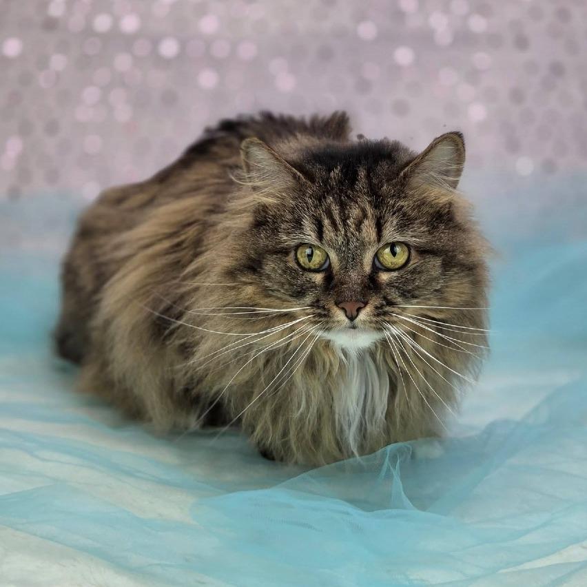 Ellie-C, Adoptable, Senior Female Domestic Long Hair.