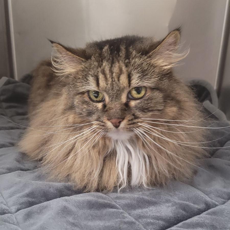Enlarge Ellie-C, a Adoptable Domestic Long Hair in East Saint Louis, IL image 4/4