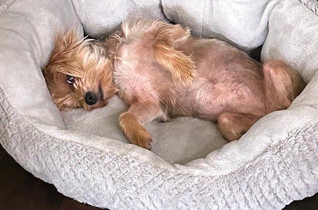Cleo, Adopted, Adult Female Yorkshire Terrier.