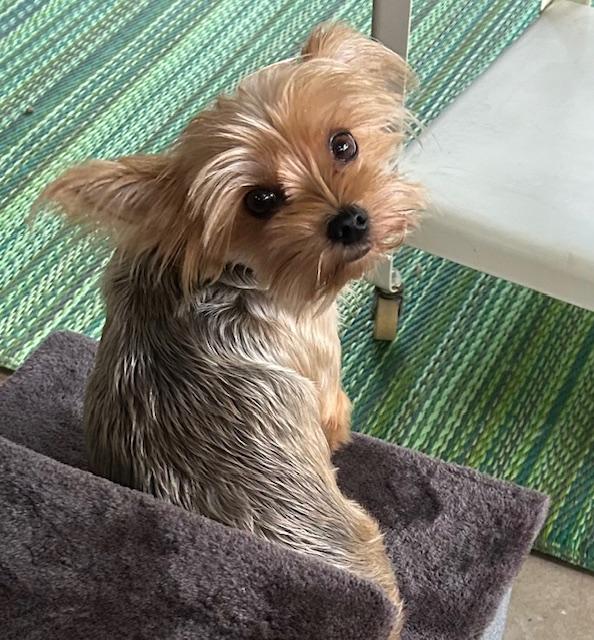 Enlarge Cleo, a Adopted Yorkshire Terrier in League City, TX image 2/6