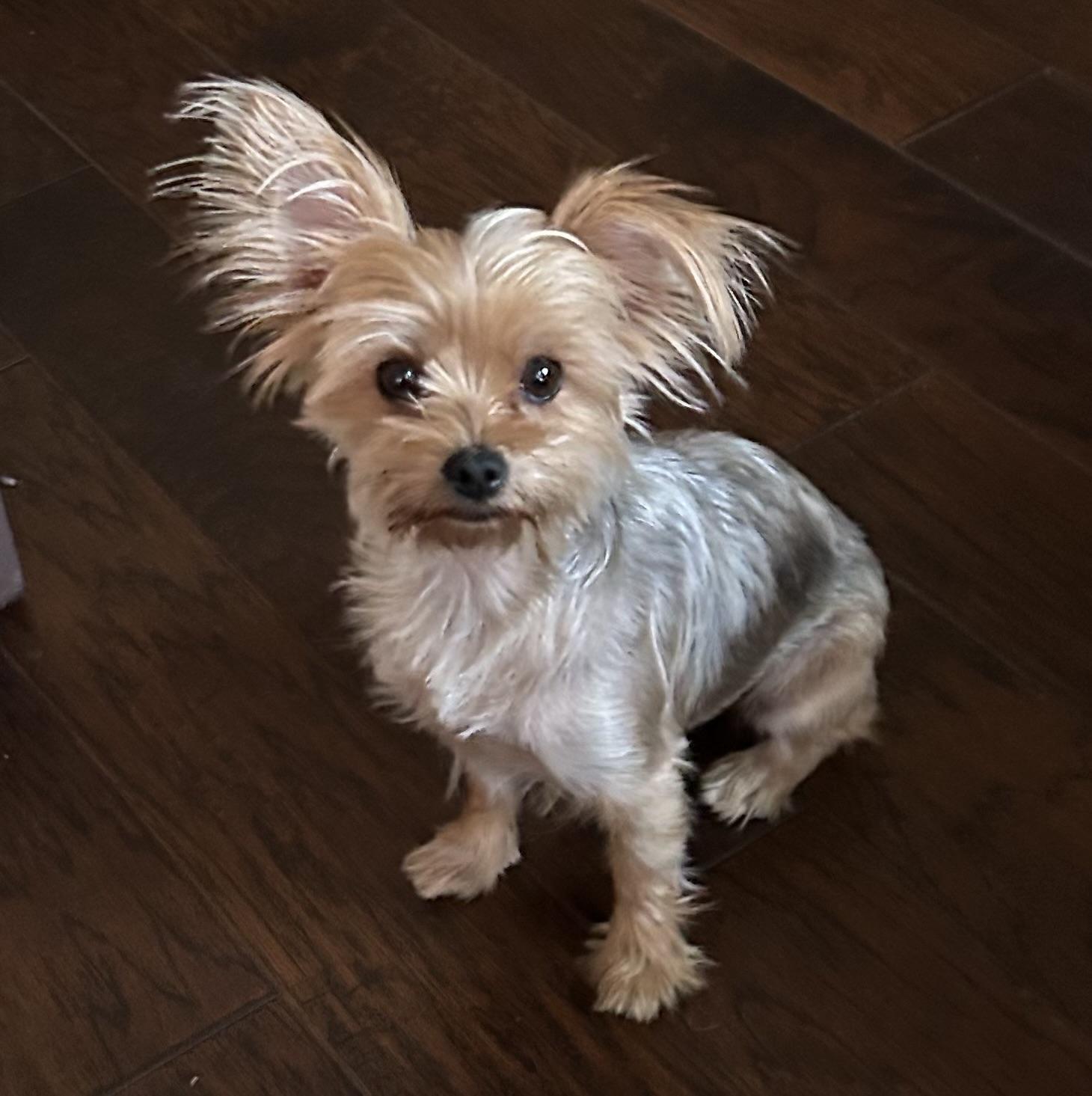 Enlarge Cleo, a Adopted Yorkshire Terrier in League City, TX image 3/6