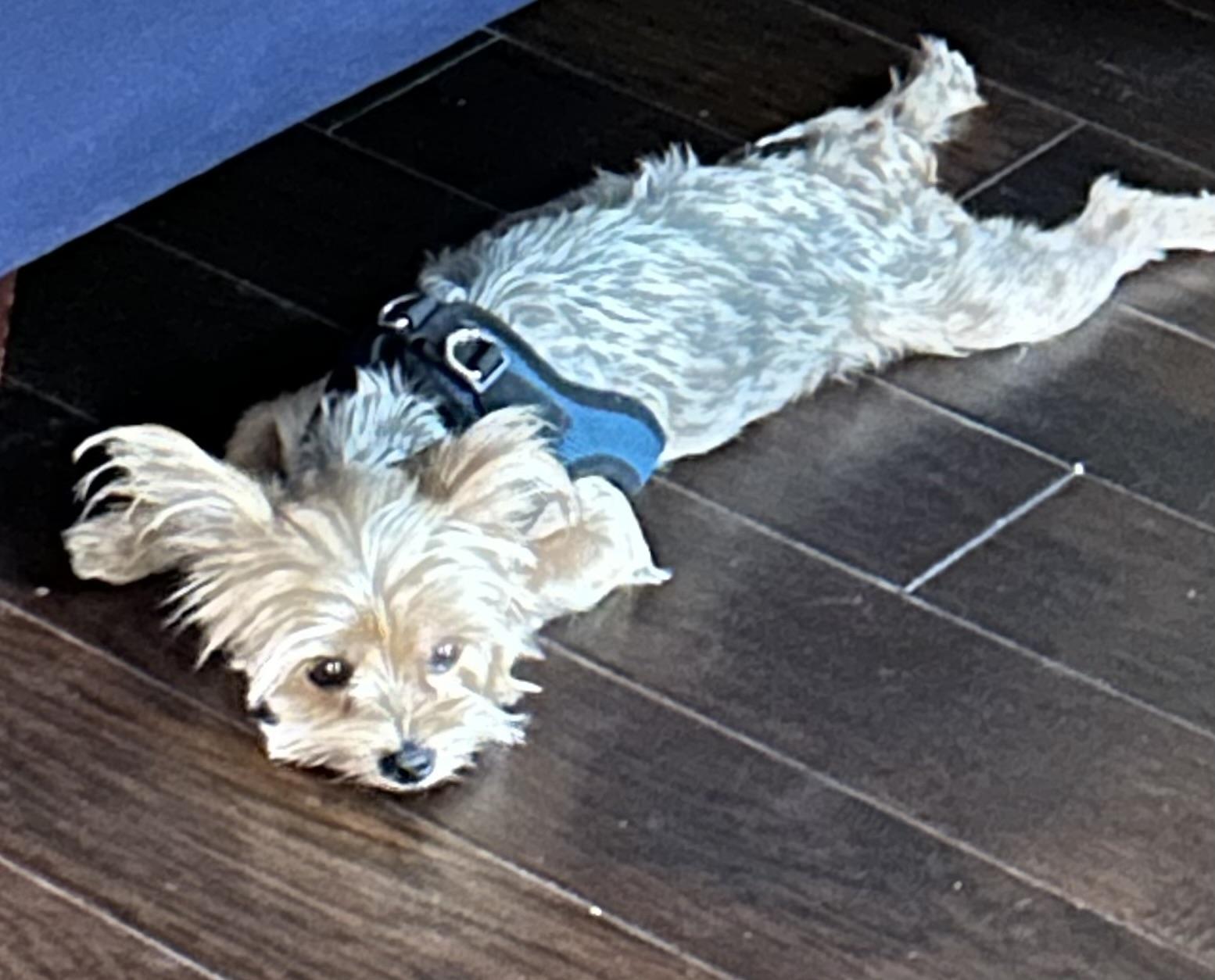 Enlarge Cleo, a Adopted Yorkshire Terrier in League City, TX image 4/6