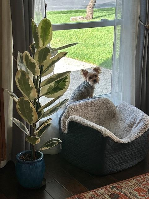 Enlarge Cleo, a Adopted Yorkshire Terrier in League City, TX image 5/6