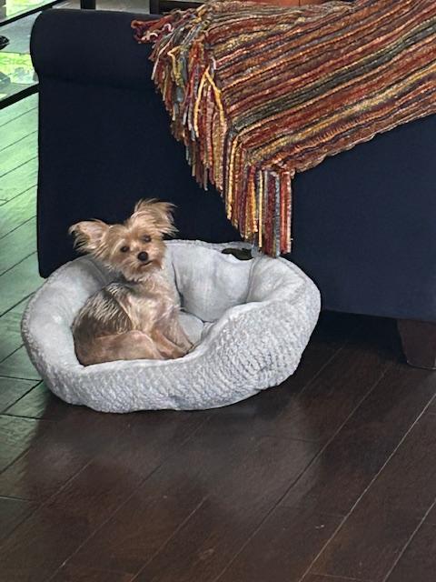 Cleo, Adopted, Adult Female Yorkshire Terrier.