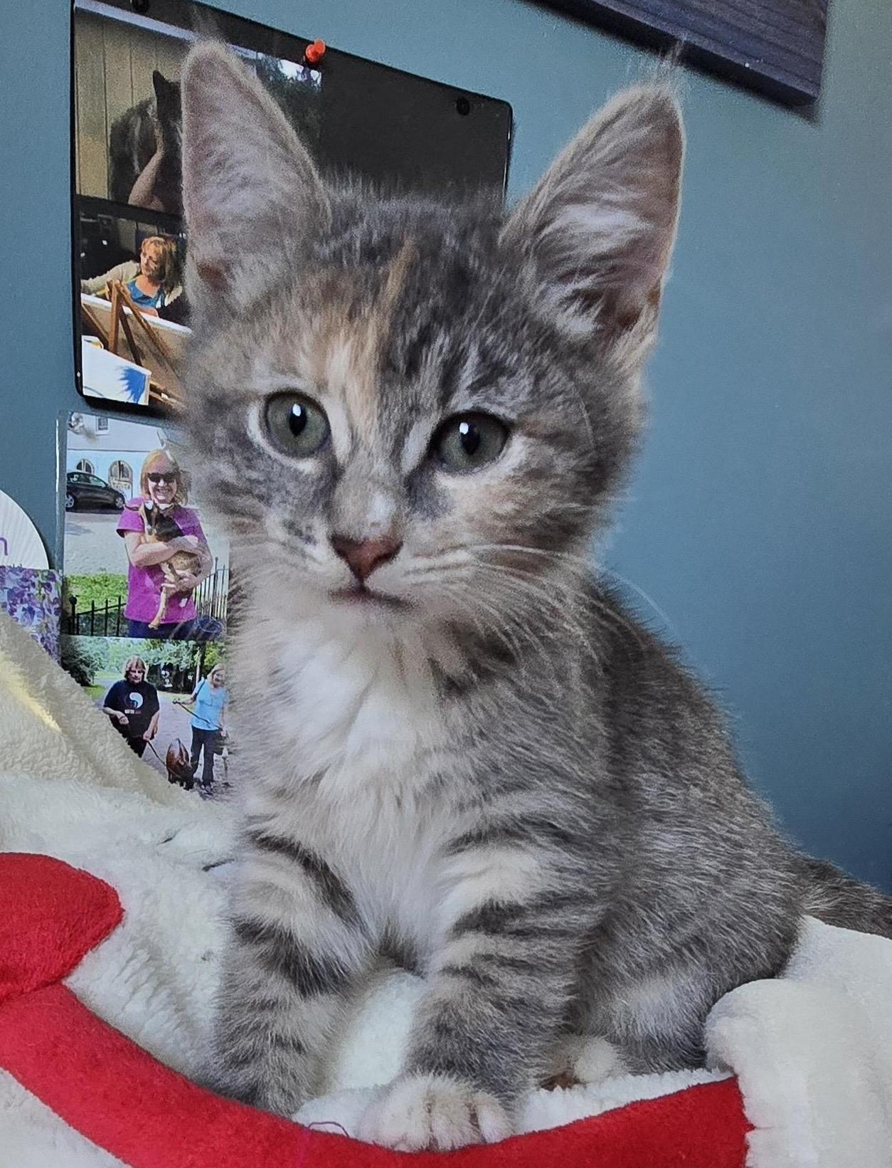 Enlarge Glinda, an adopted Domestic Short Hair in Colonia, NJ image 3/3