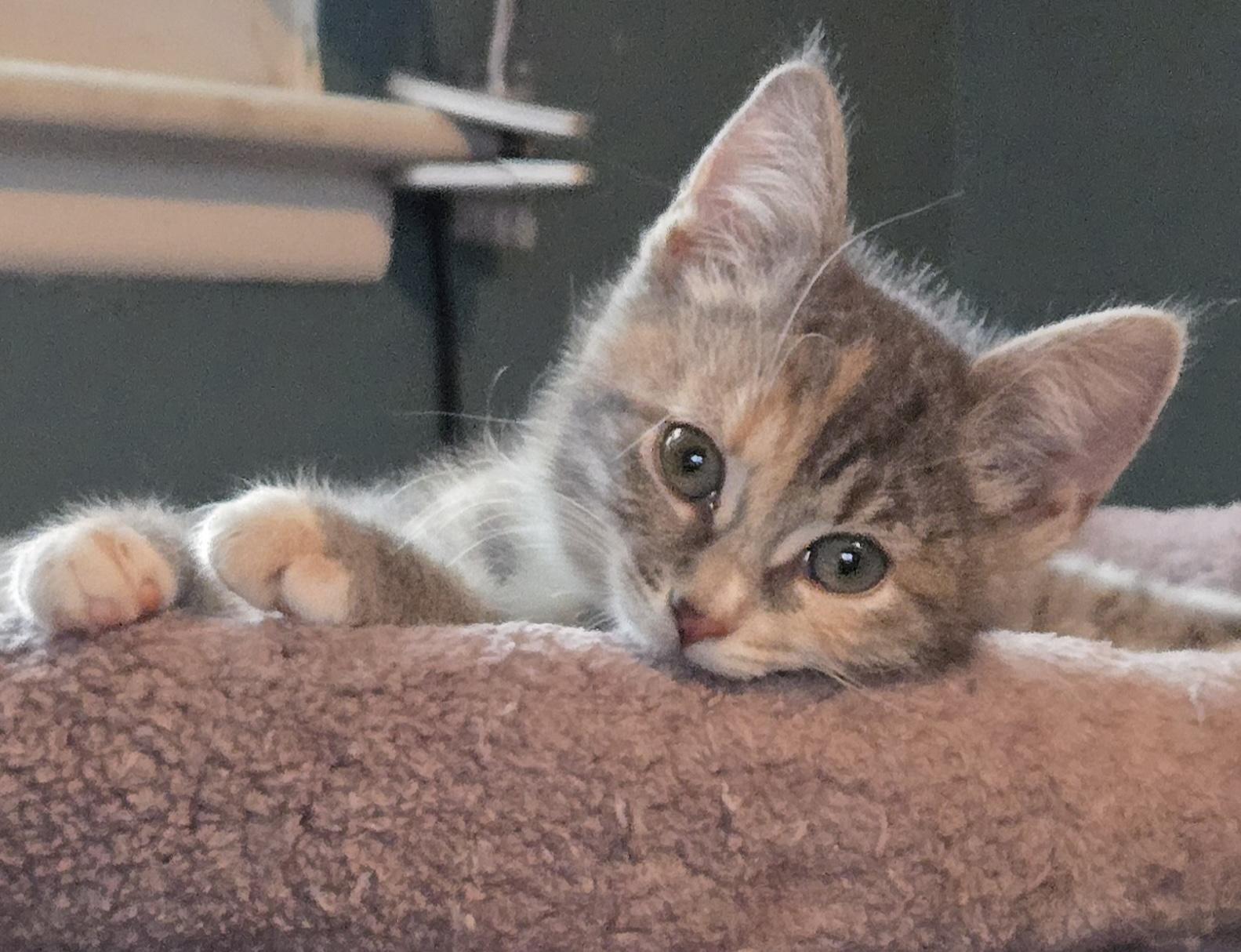 Enlarge Glinda, an adopted Domestic Short Hair in Colonia, NJ image 2/3