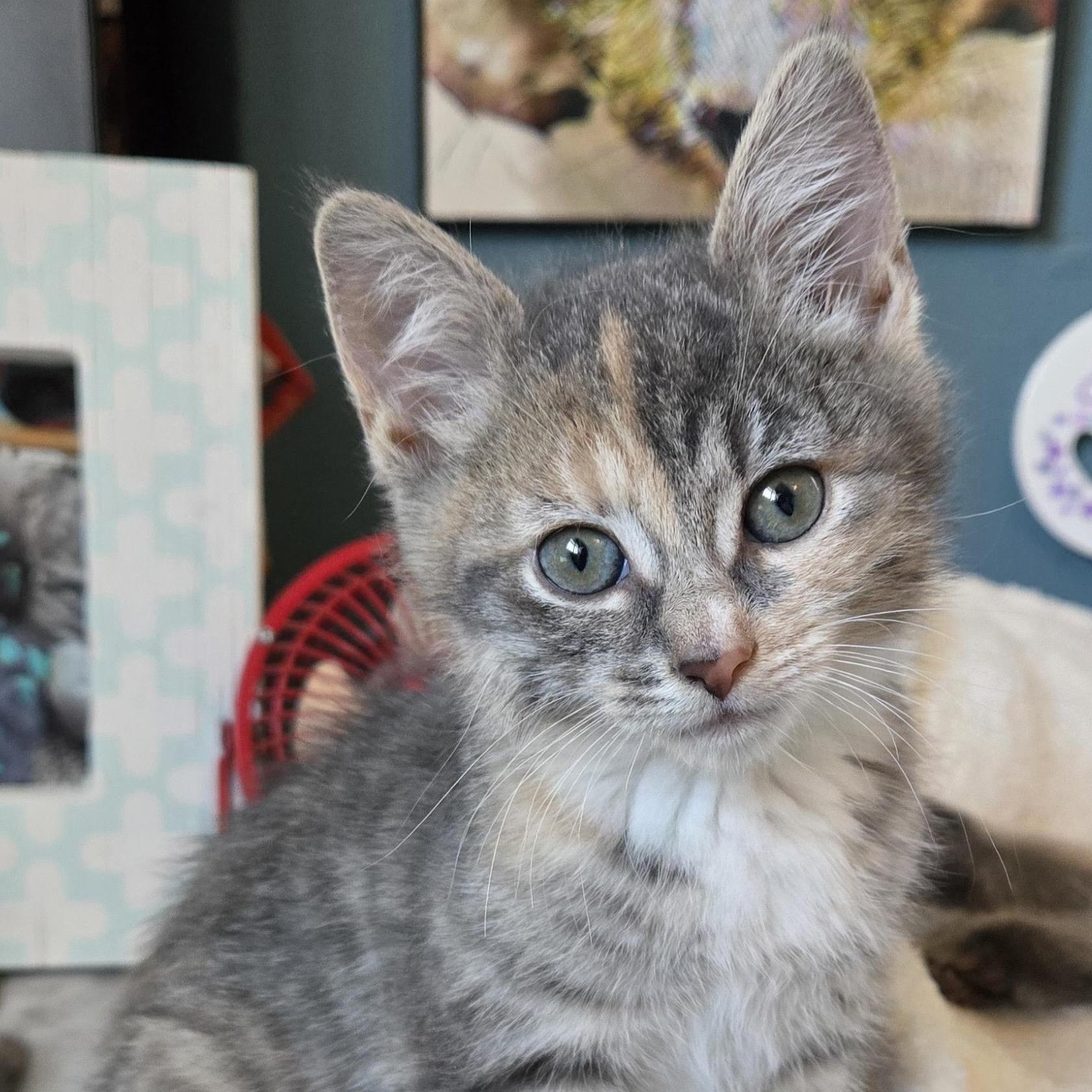 Glinda, adopted, Kitten Female Domestic Short Hair.