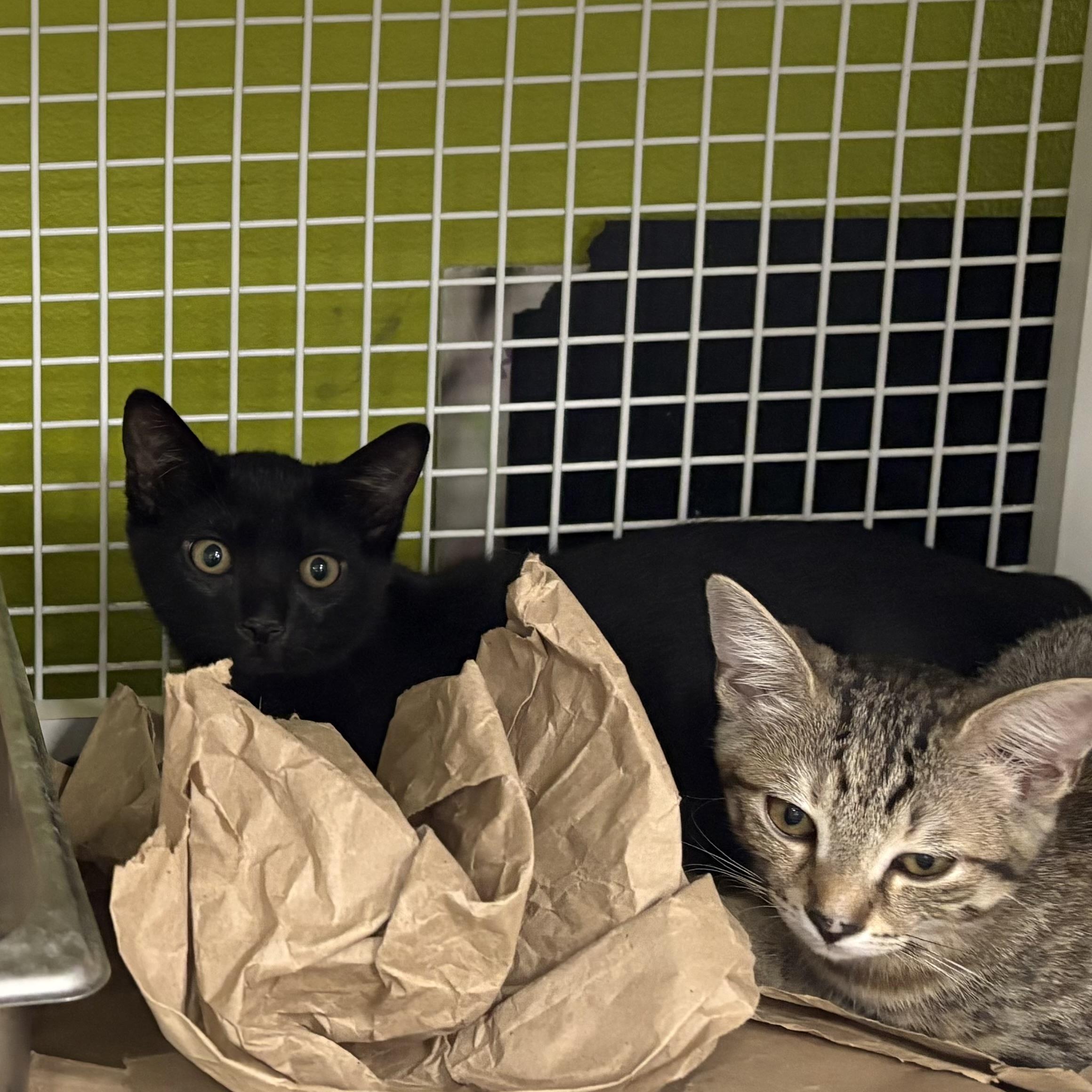 Coal, adopted, Kitten Male Domestic Short Hair.