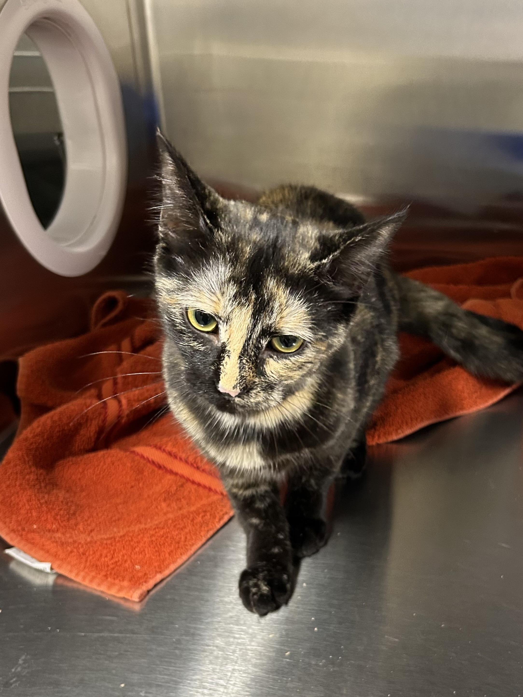 Enlarge Shelly, a Adopted Domestic Short Hair in Caledon, ON image 2/2