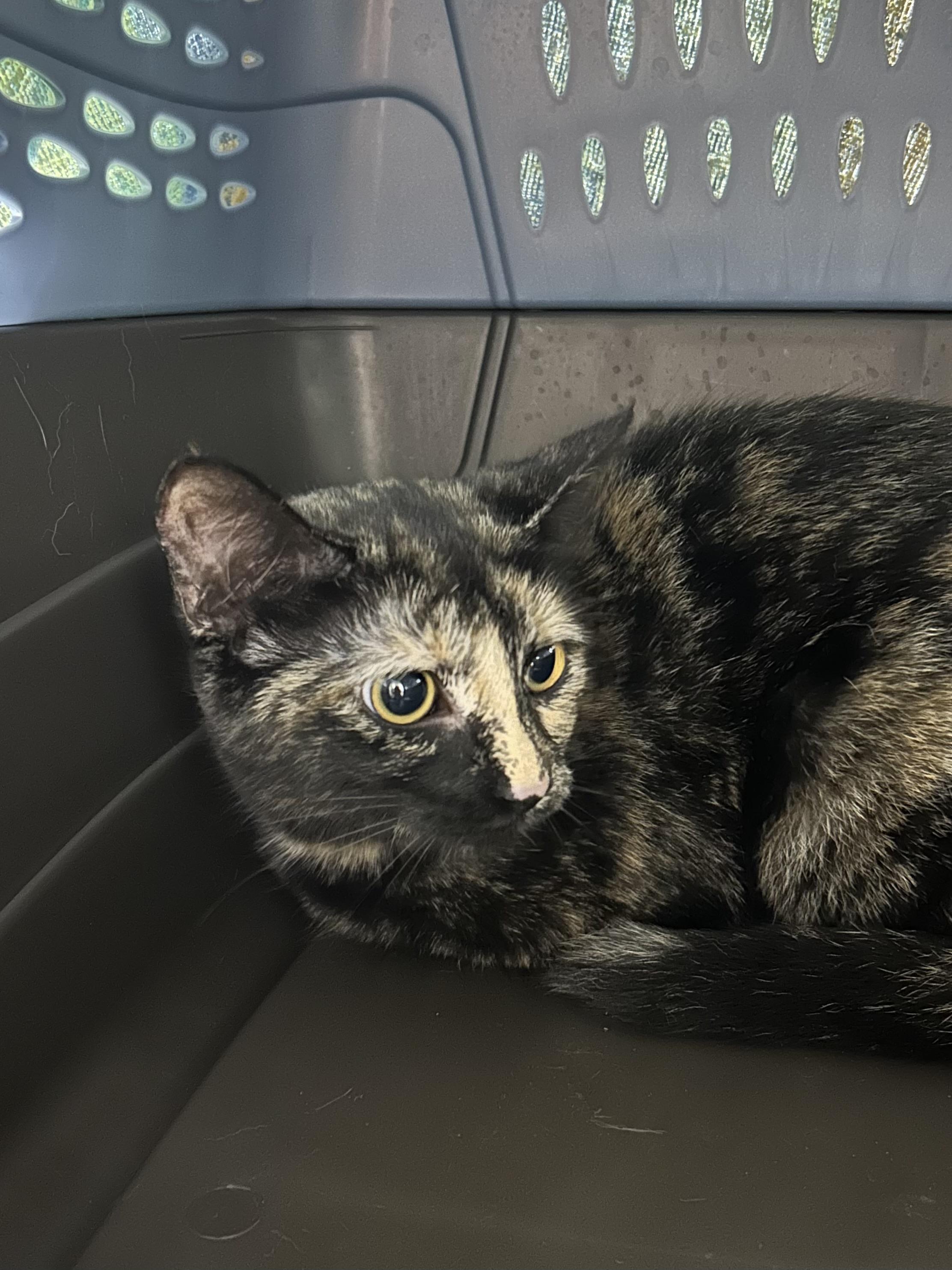 Shelly, Adopted, Young Female Domestic Short Hair.