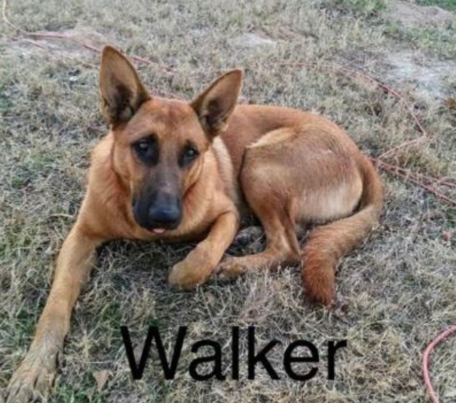 Walker, Adopted, Adult Male German Shepherd Dog.