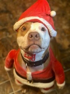 Spencer, Adoptable, Young Male Pit Bull Terrier & American Staffordshire Terrier.