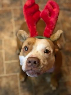 Enlarge Spencer, a Adoptable mixed breed in Glen Allen, VA image 2/15