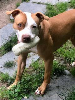 Enlarge Spencer, a Adoptable mixed breed in Glen Allen, VA image 3/15