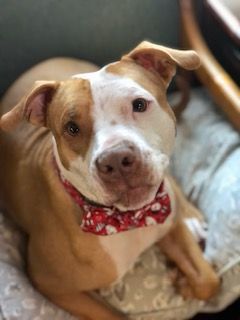 Enlarge Spencer, a Adoptable mixed breed in Glen Allen, VA image 4/15