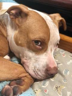 Enlarge Spencer, a Adoptable mixed breed in Glen Allen, VA image 5/15