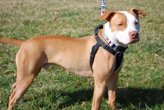 Enlarge Spencer, a Adoptable mixed breed in Glen Allen, VA image 6/15