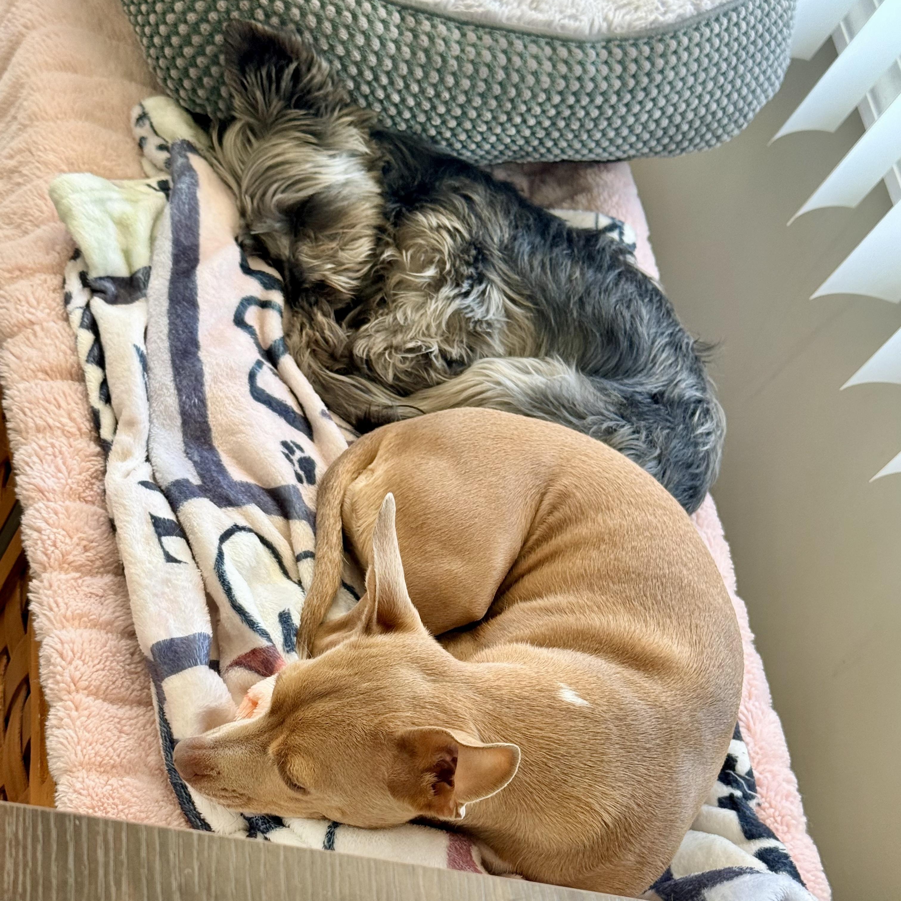 Enlarge Cora, a Adoptable Yorkshire Terrier in Rochester, NY image 3/6