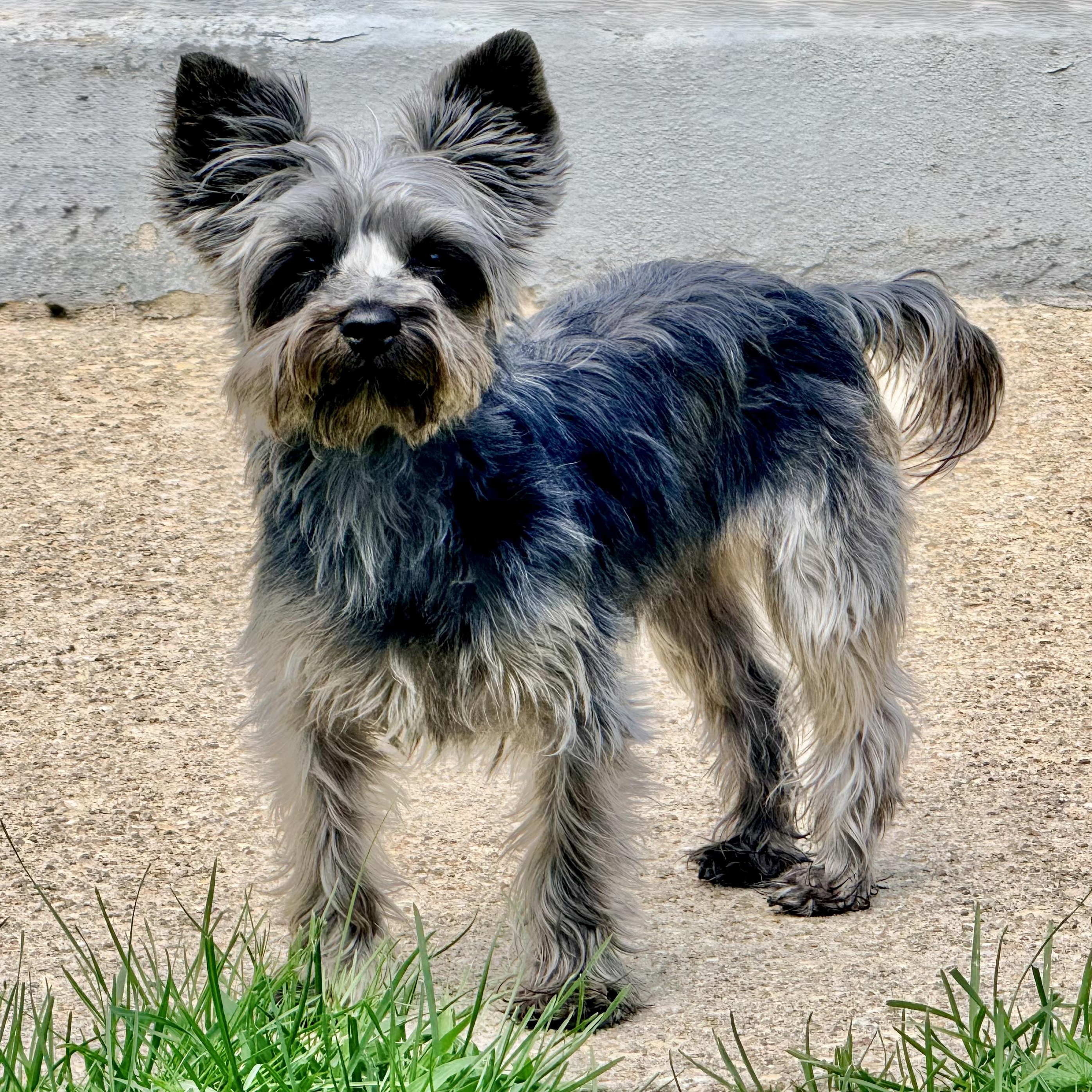 Enlarge Cora, a Adoptable Yorkshire Terrier in Rochester, NY image 2/6