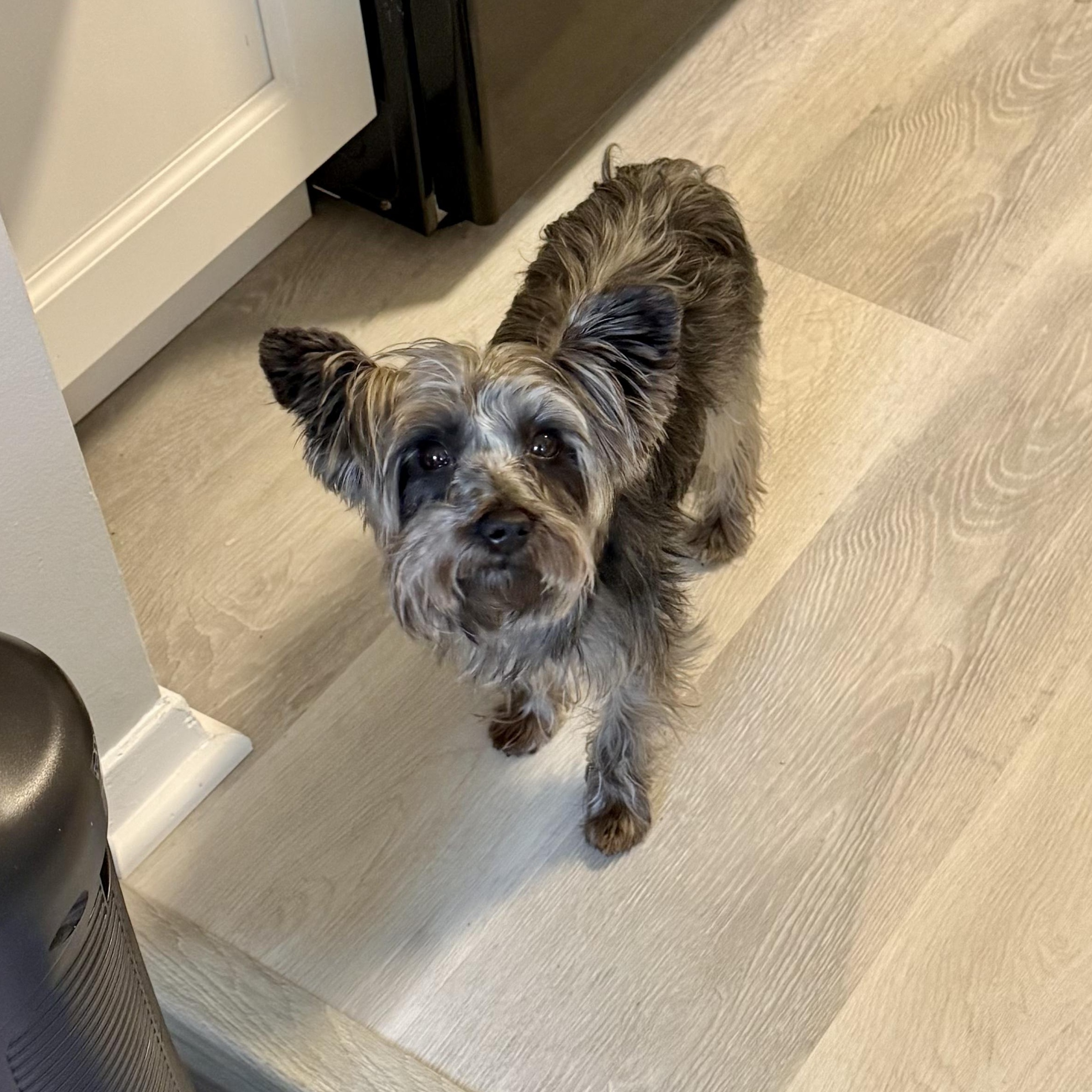 Enlarge Cora, a Adoptable Yorkshire Terrier in Rochester, NY image 5/6