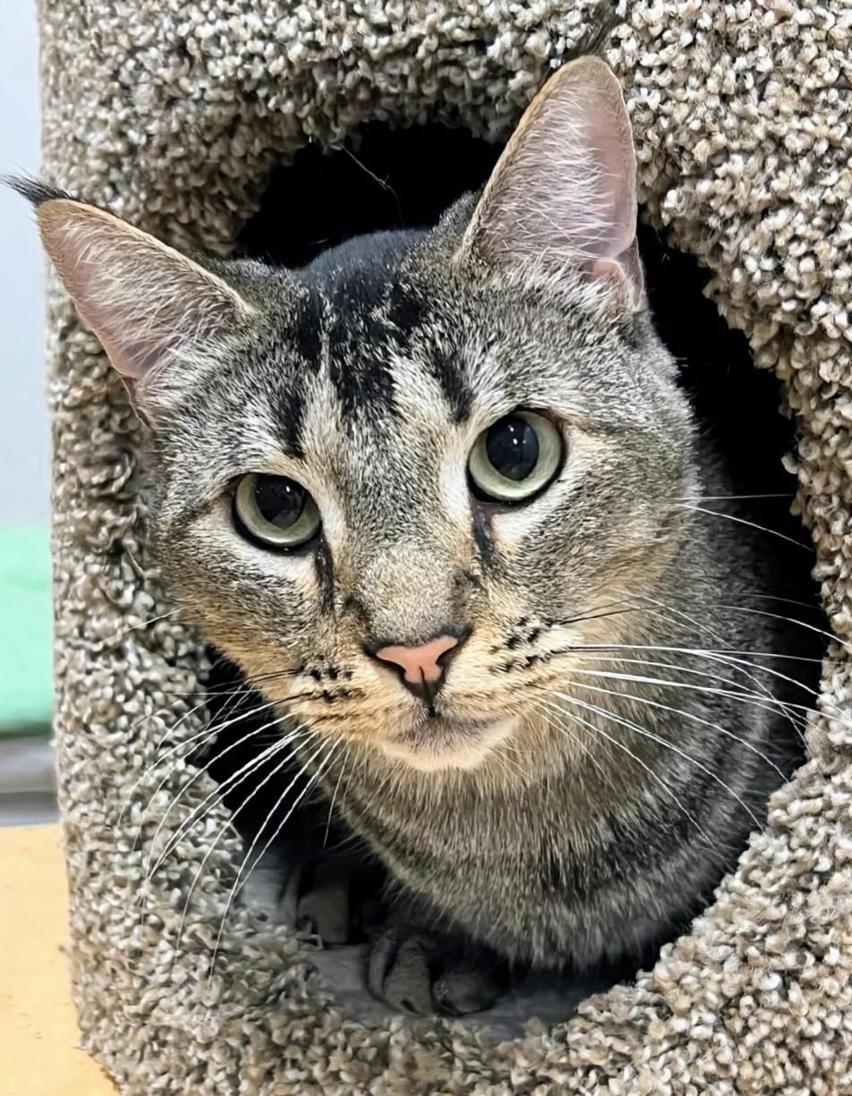 Enlarge Rex - Rancho Cucamonga PetSmart, a ADOPTABLE Domestic Short Hair in Rancho Cucamonga, CA image 2/5