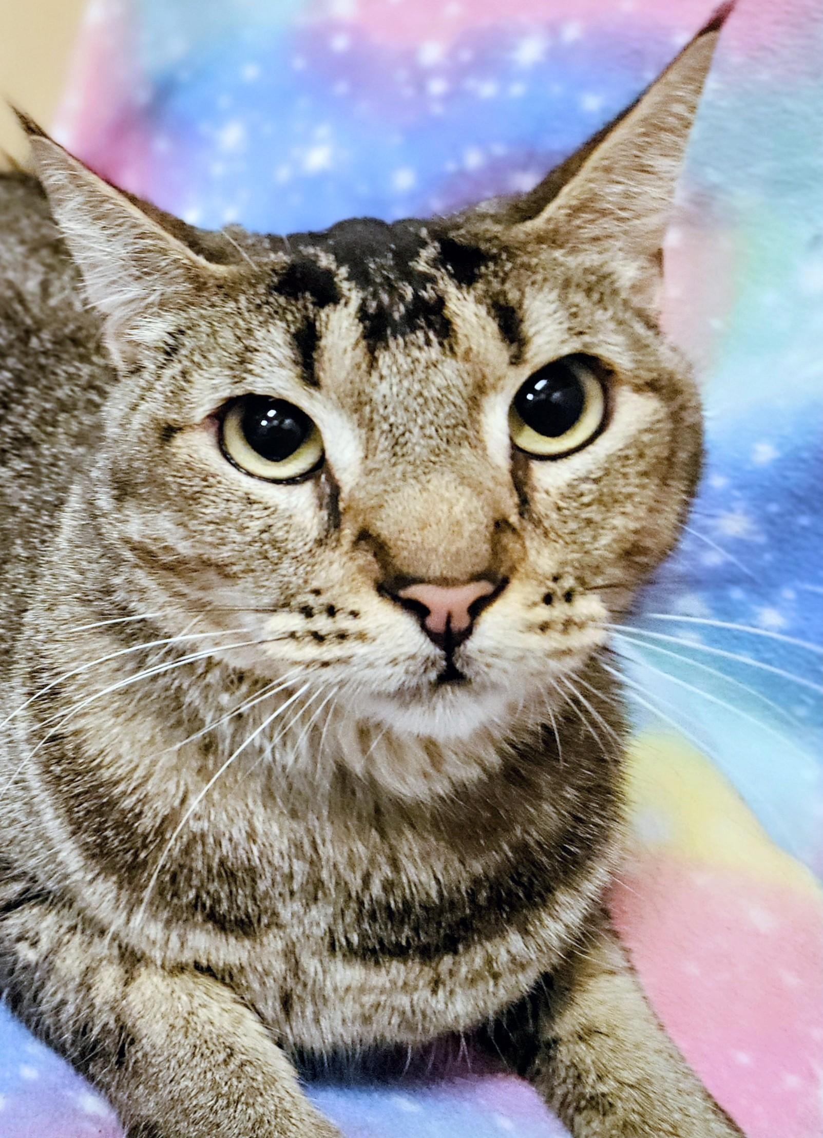 Rex - Rancho Cucamonga PetSmart, ADOPTABLE, Young Male Domestic Short Hair.
