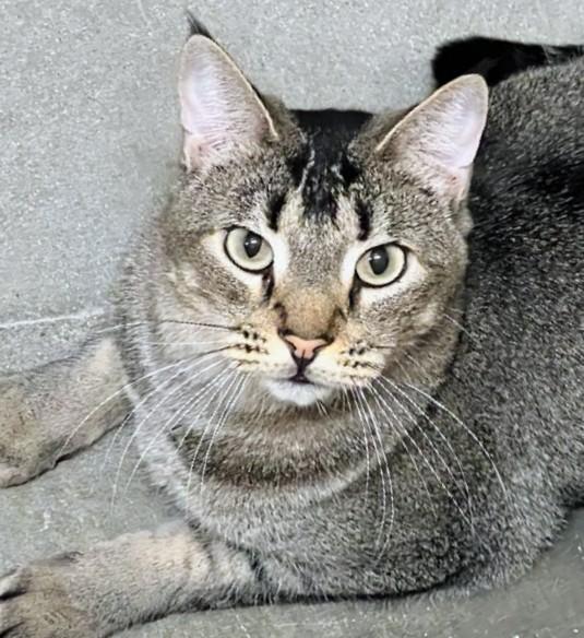 Enlarge Rex - Rancho Cucamonga PetSmart, a ADOPTABLE Domestic Short Hair in Rancho Cucamonga, CA image 3/5