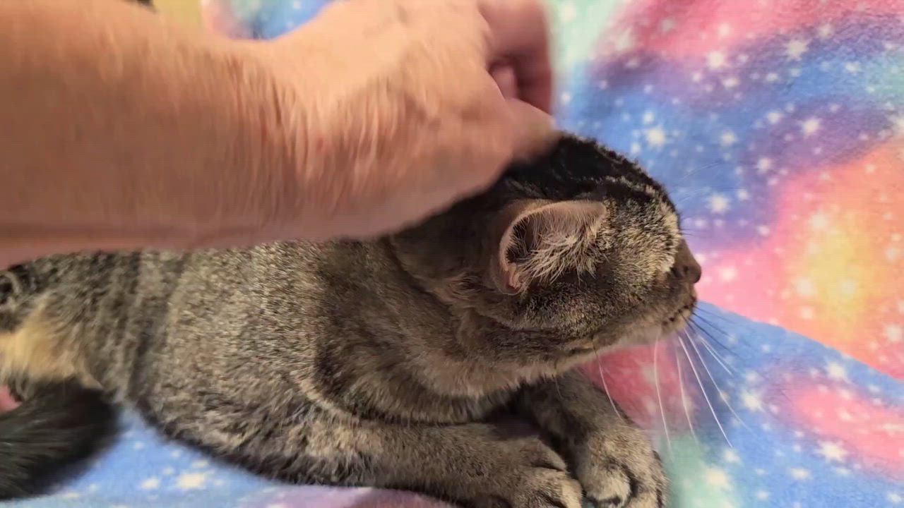 Enlarge Rex - Rancho Cucamonga PetSmart, a ADOPTABLE Domestic Short Hair in Rancho Cucamonga, CA video 5/5