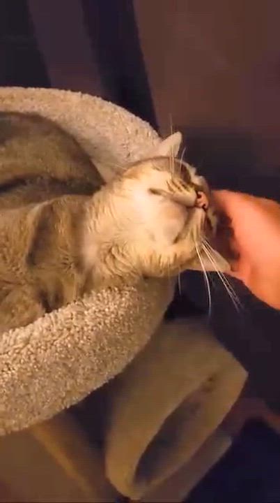 Enlarge Rex - Rancho Cucamonga PetSmart, a ADOPTABLE Domestic Short Hair in Rancho Cucamonga, CA video 4/5